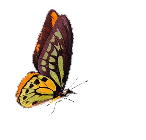 butterfly gif|butterfly gif without background.